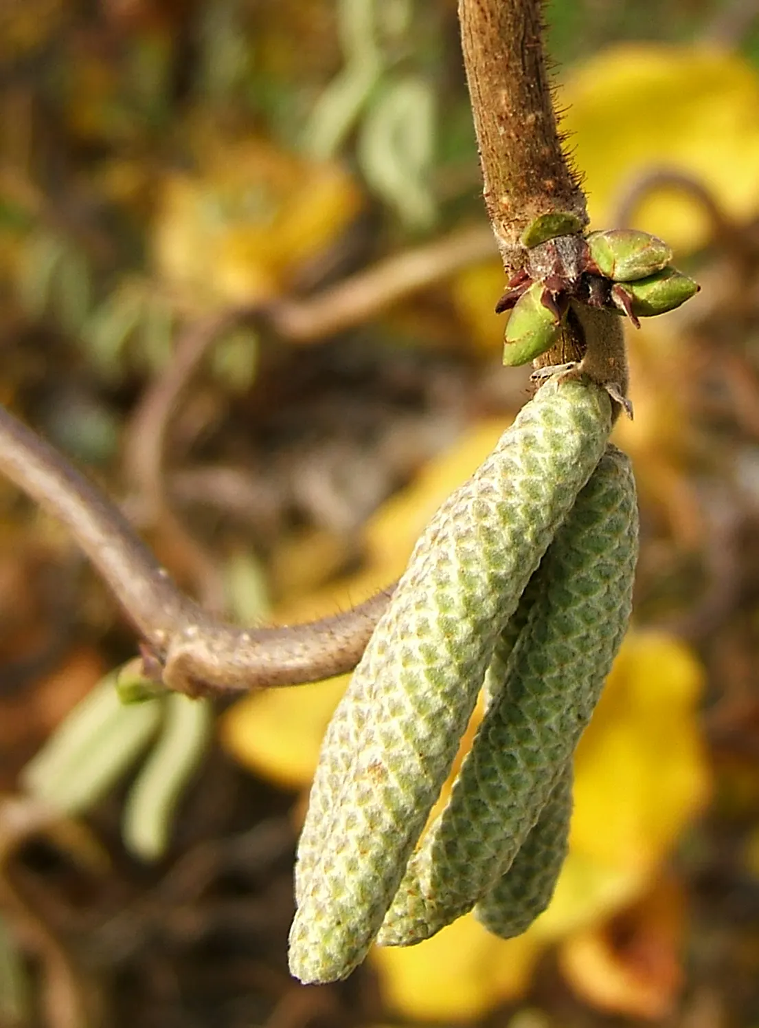 Harry Lauder's Walking Stick, Twist (Corylus Avellana 'Contorta') — Benefits include low maintenance and winter interest; is a unique and ornamental deciduous