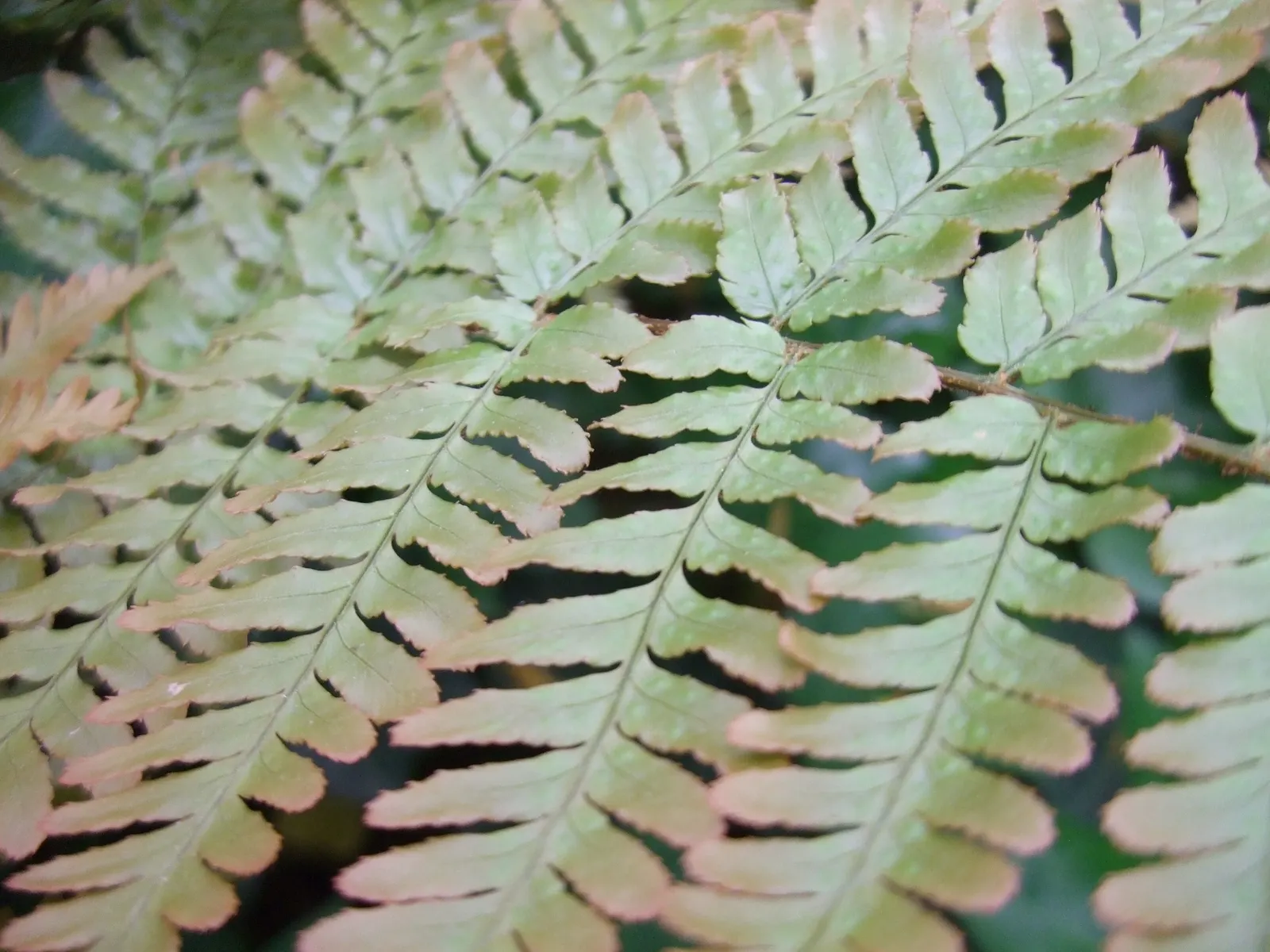 Brilliance Autumn Fern (Dryopteris Erythrosora 'Brilliance') — It thrives in moist, well-draining soil in zones 5-9 and is excellent for adding color to