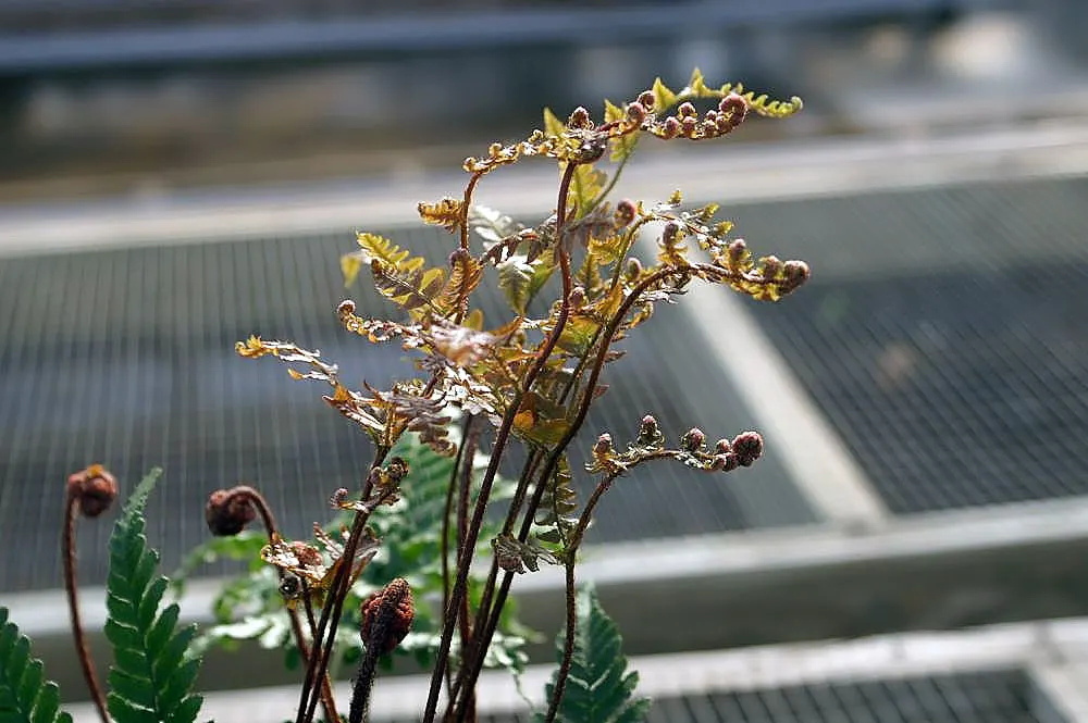 Brilliance Autumn Fern (Dryopteris Erythrosora 'Brilliance') — This fern is distinguished by its young fronds that emerge in a striking