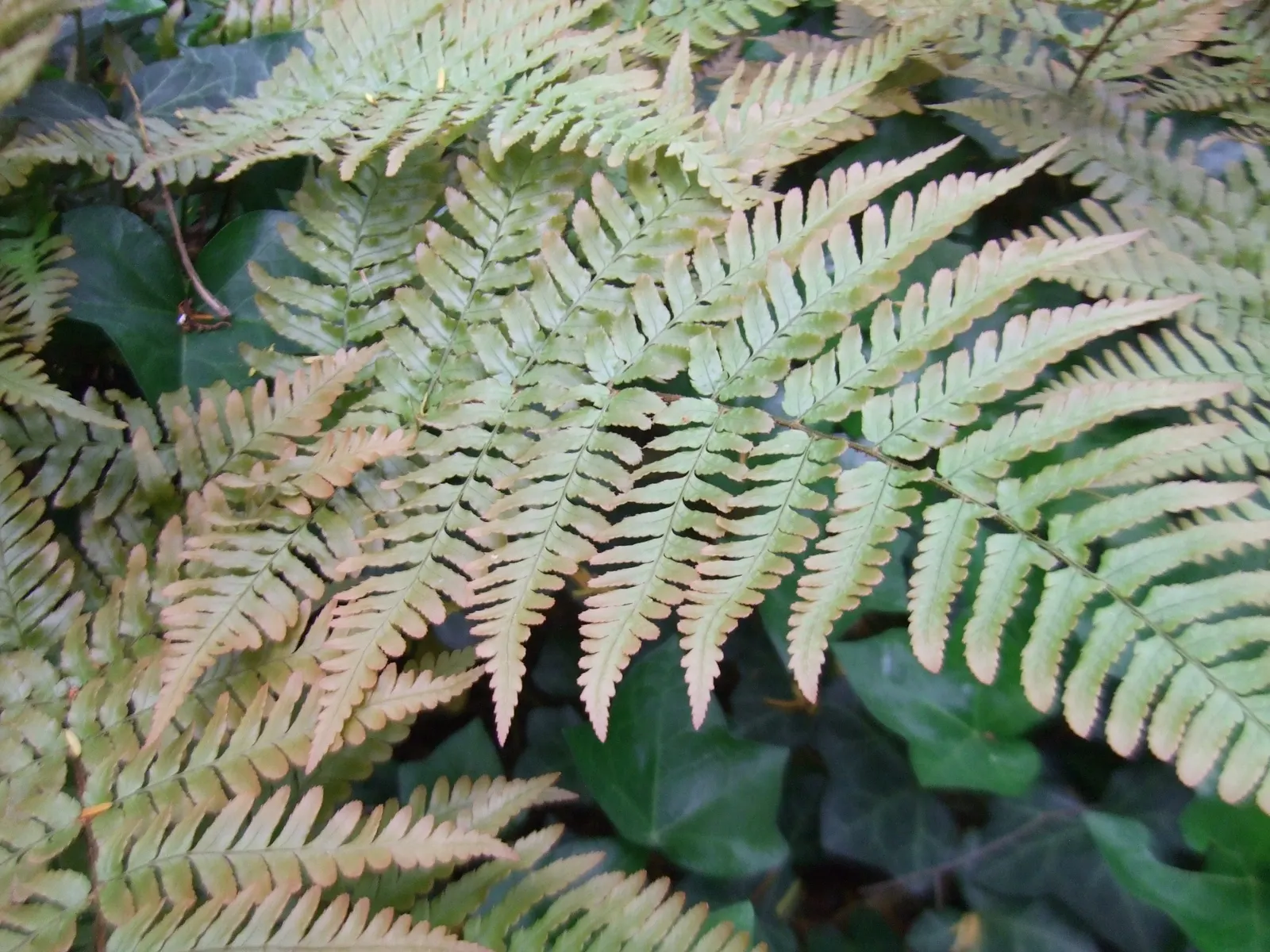 Brilliance Autumn Fern (Dryopteris Erythrosora 'Brilliance') — It's resistant to pests and diseases, offering low-maintenance appeal in any garden