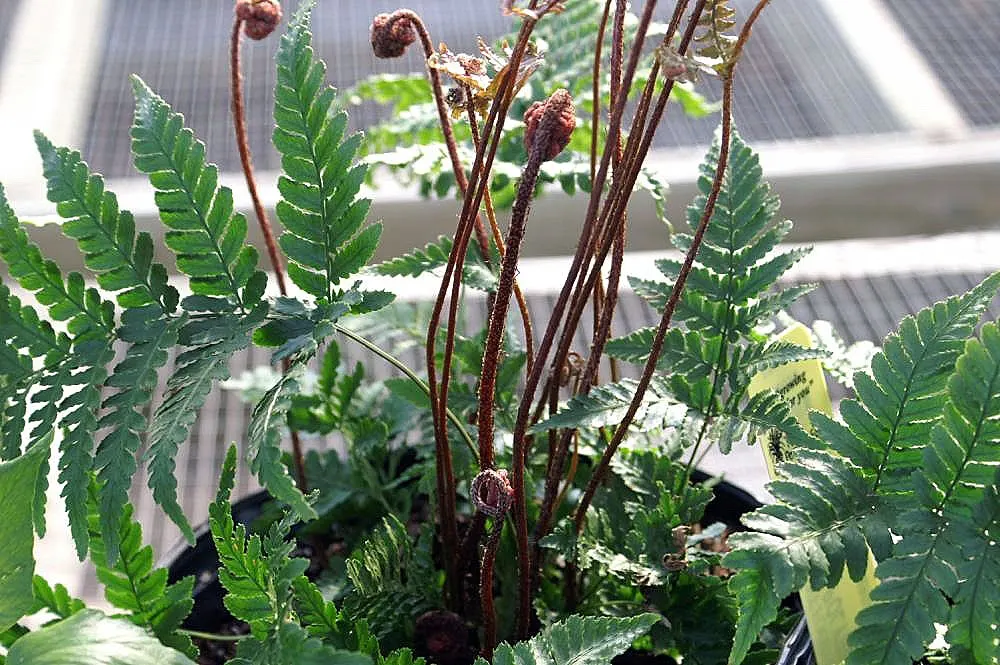 Brilliance Autumn Fern (Dryopteris Erythrosora 'Brilliance') — coppery-pink hue before maturing into a deep