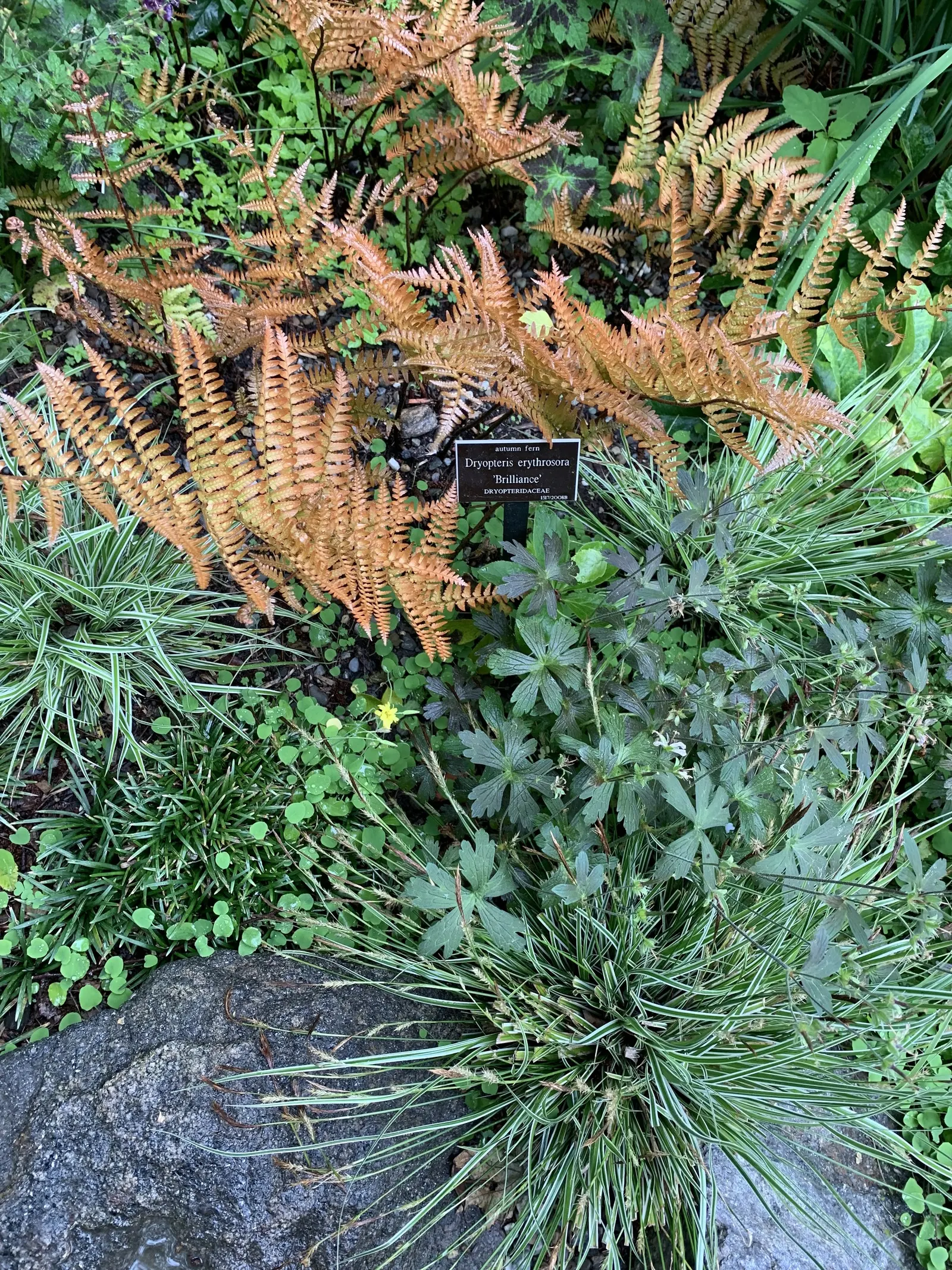Brilliance Autumn Fern (Dryopteris Erythrosora 'Brilliance') — The Brilliance Autumn Fern (Dryopteris erythrosora 'Brilliance') is a vibrant, shade-loving
