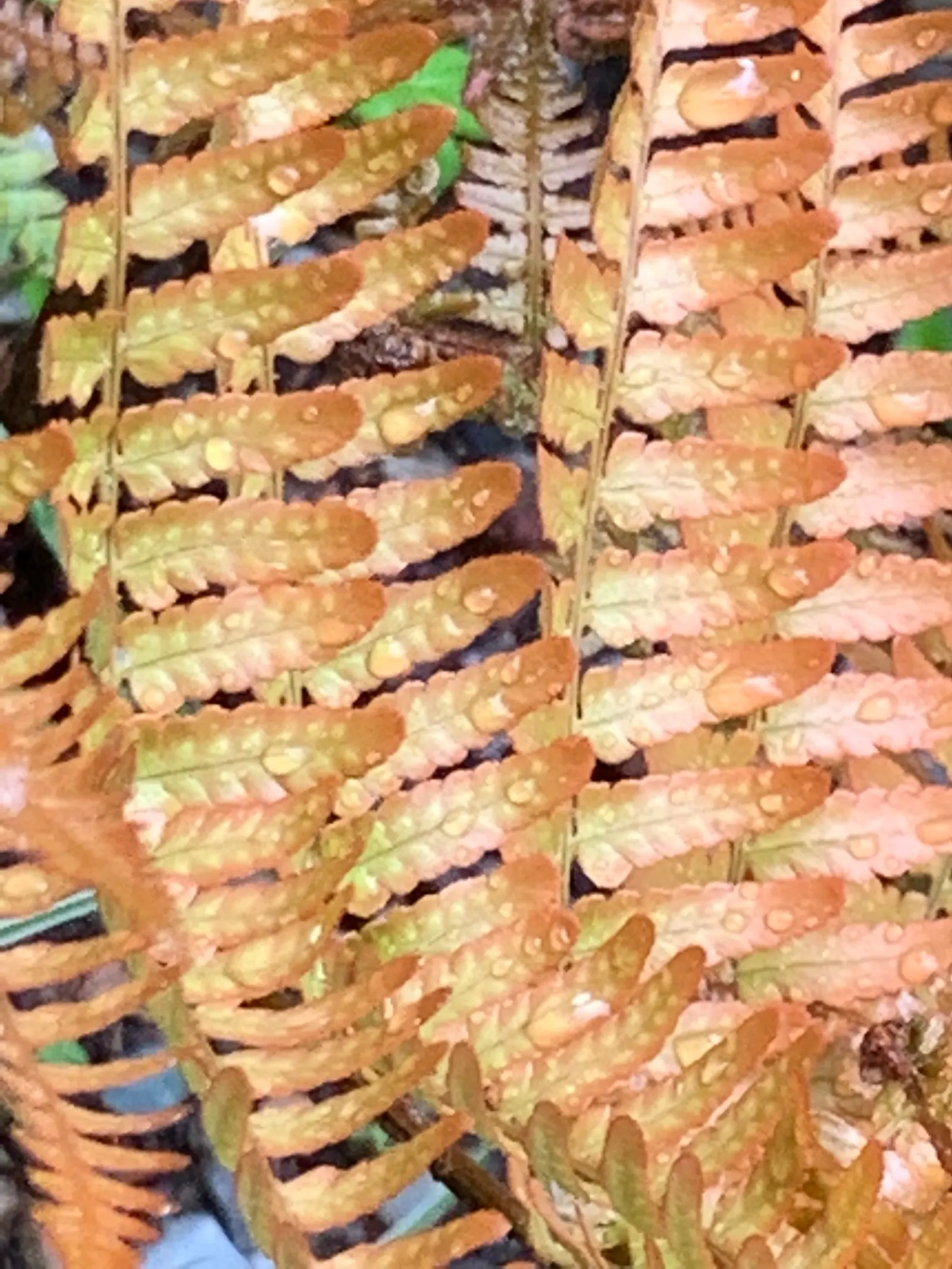 Brilliance Autumn Fern (Dryopteris Erythrosora 'Brilliance') — This deciduous fern typically reaches 18-24 inches in height and spreads 18-24 inches wide