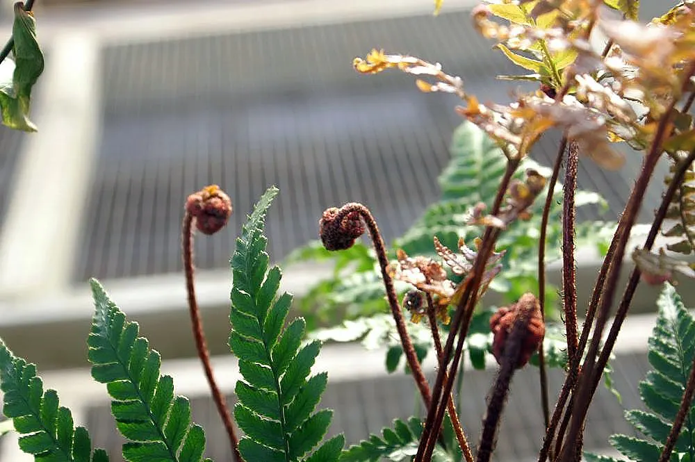 Brilliance Autumn Fern (Dryopteris Erythrosora 'Brilliance') — is a noteworthy selection for any landscape design due to its vibrant display of color and