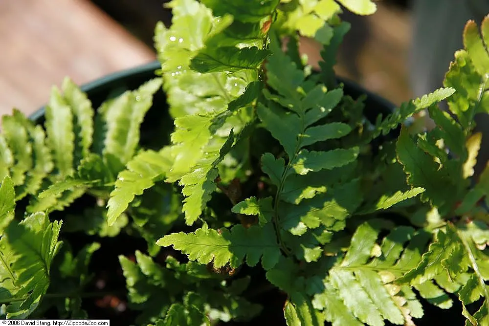 Brilliance Autumn Fern (Dryopteris Erythrosora 'Brilliance') — Its new fronds unfurl in striking shades of orange-red, maturing to deep green
