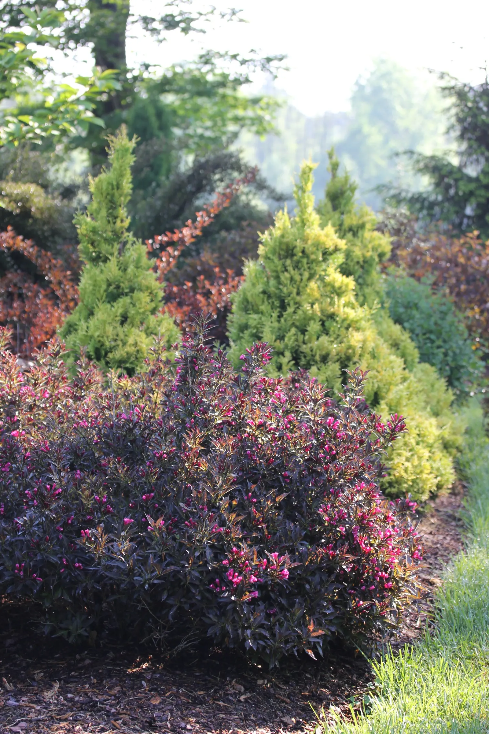 Spilled Wine® Weigela (Weigela florida) — is a compact deciduous shrub with deep black-purple foliage and bright pink spring flowers