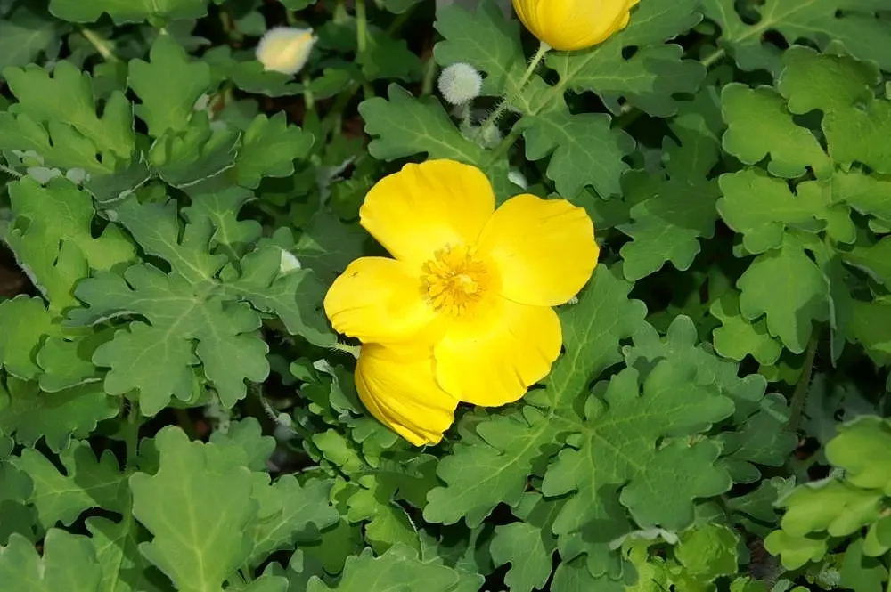 Celandine Poppy (Stylophorum Diphyllum) — Reaching up to 18 inches in height; known for its distinctive, image 83