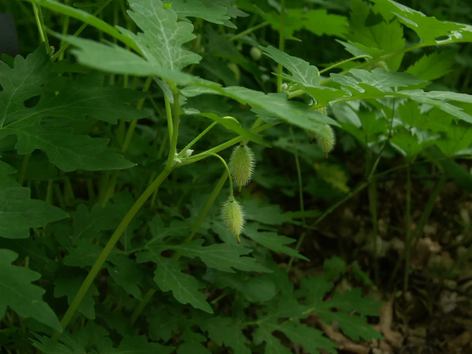 Celandine Poppy (Stylophorum Diphyllum) — yellow flowers in the garden; department of Agriculture plant hardiness zones 4 to 9, favoring the, image 106