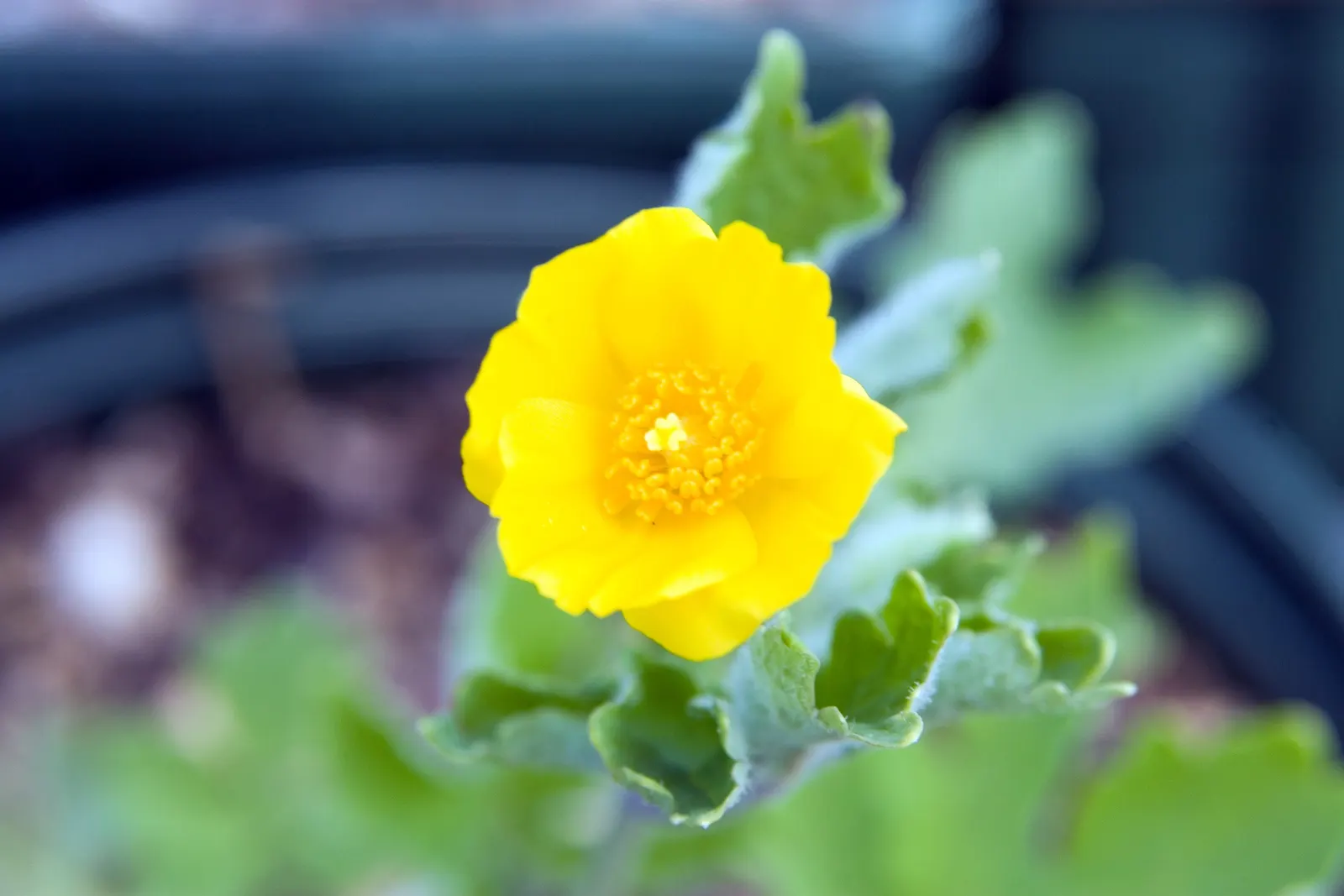 Celandine Poppy (Stylophorum Diphyllum) — Known for its distinctive; which allows it to form naturalized colonies, image 92