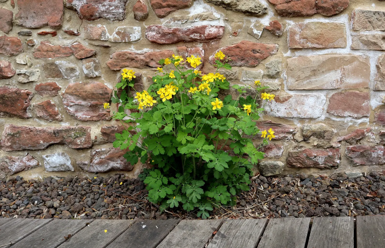 Celandine Poppy (Stylophorum Diphyllum) — it adds a splash of color to shady areas and continues to provide ornamental leaf texture after flowering, image 86