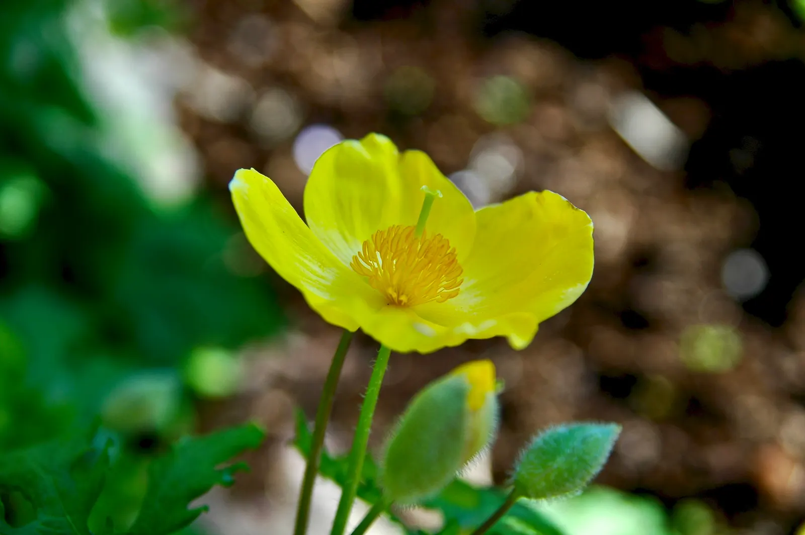 Celandine Poppy (Stylophorum Diphyllum) — it showcases bright yellow blossoms