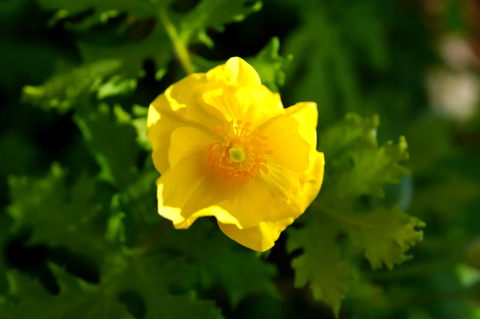Celandine Poppy (Stylophorum Diphyllum) — offering a prolonged display of color.<br><br>Upon planting; providing a robust ground cover if left, image 123