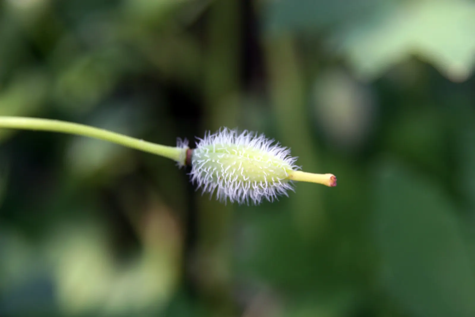 Celandine Poppy (Stylophorum Diphyllum) — measuring about 1.5 to 2.5 inches across; scientifically known as Stylophorum diphyllum, image 94