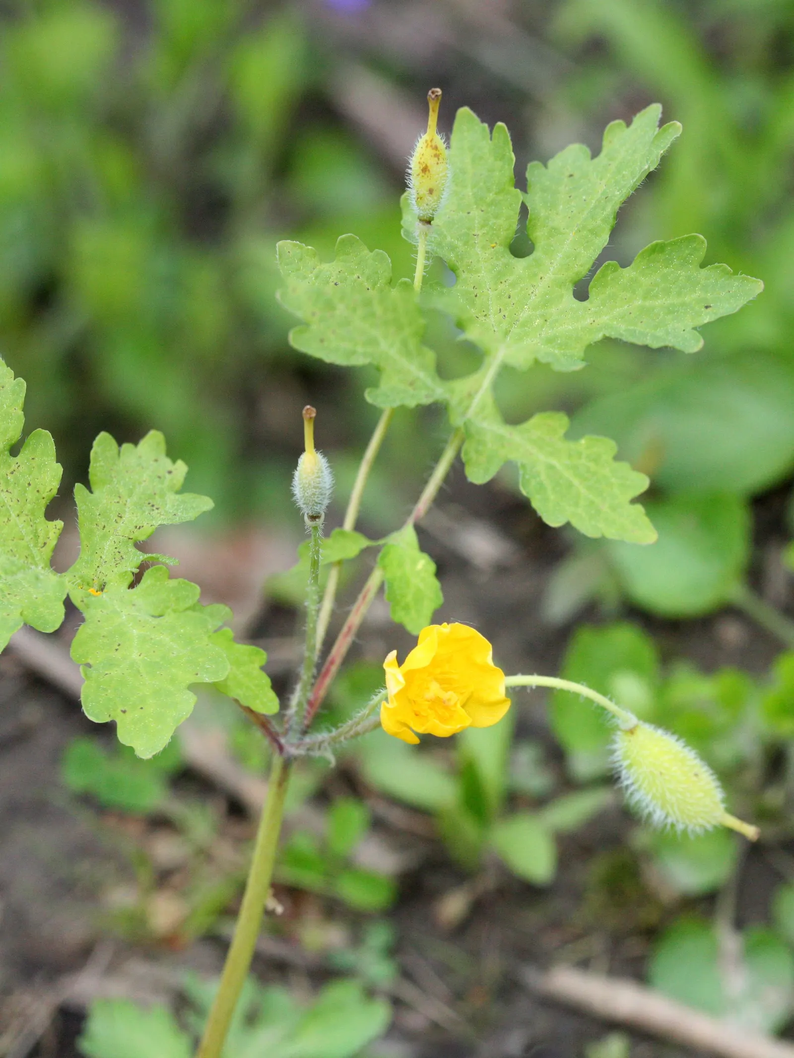 Celandine Poppy (Stylophorum Diphyllum) — each approximately 2 inches wide; yellow flowers in the garden, image 112
