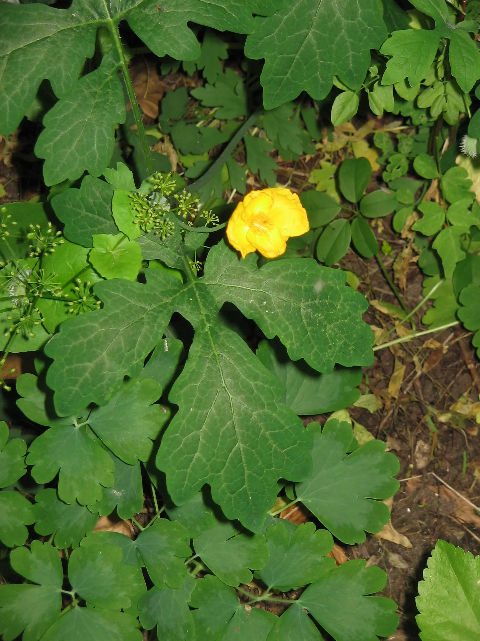 Celandine Poppy (Stylophorum Diphyllum) — measuring about 1.5 to 2.5 inches across