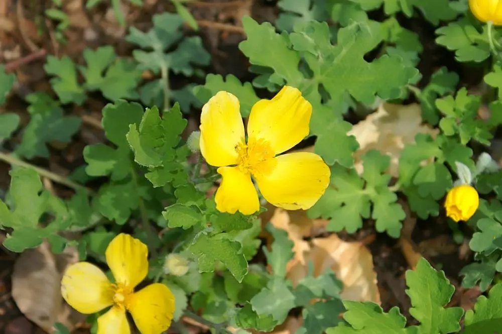 Celandine Poppy (Stylophorum Diphyllum) — blue-green leaves that grow up to 12 inches long; perennial for full or half, image 93