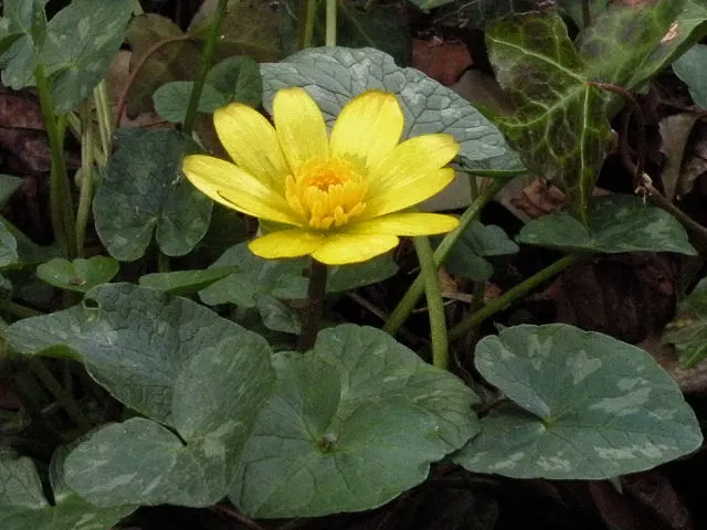 Celandine Poppy (Stylophorum Diphyllum) — it showcases bright yellow blossoms; well-draining soil with a slightly acidic to neutral pH and requires, image 57