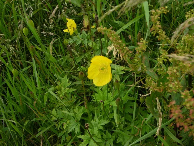 Celandine Poppy (Stylophorum Diphyllum) — measuring about 1.5 to 2.5 inches across; scientifically known as Stylophorum diphyllum, image 67