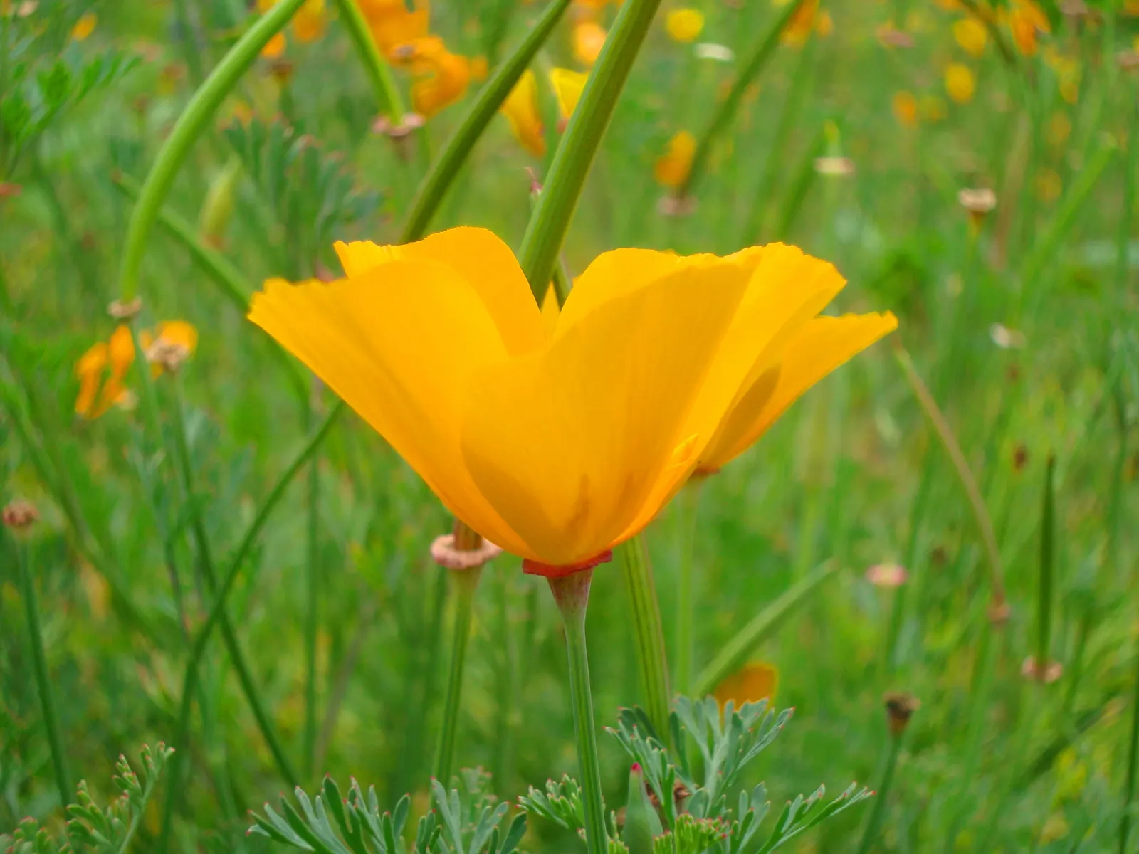Celandine Poppy (Stylophorum Diphyllum) — it should be spaced approximately 15 to 18 inches apart to ensure adequate room for growth; the Celandine, image 124