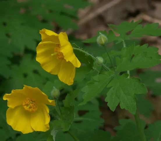 Celandine Poppy (Stylophorum Diphyllum) — For a planned garden, seedlings can be easily transplanted to control spread