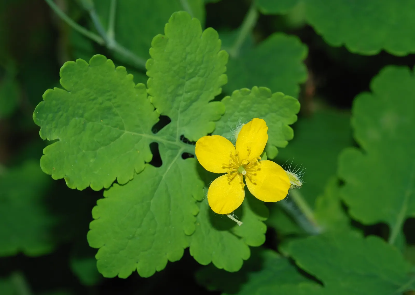 Celandine Poppy (Stylophorum Diphyllum) — yellow flowers in the garden; department of Agriculture plant hardiness zones 4 to 9, favoring the, image 79