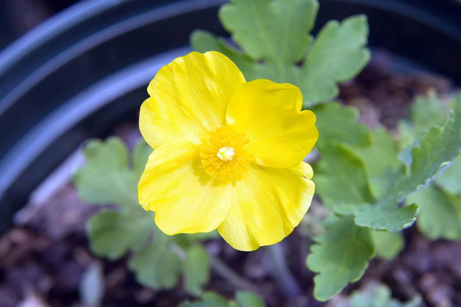 Celandine Poppy (Stylophorum Diphyllum) — blue-green leaves that grow up to 12 inches long; perennial for full or half
