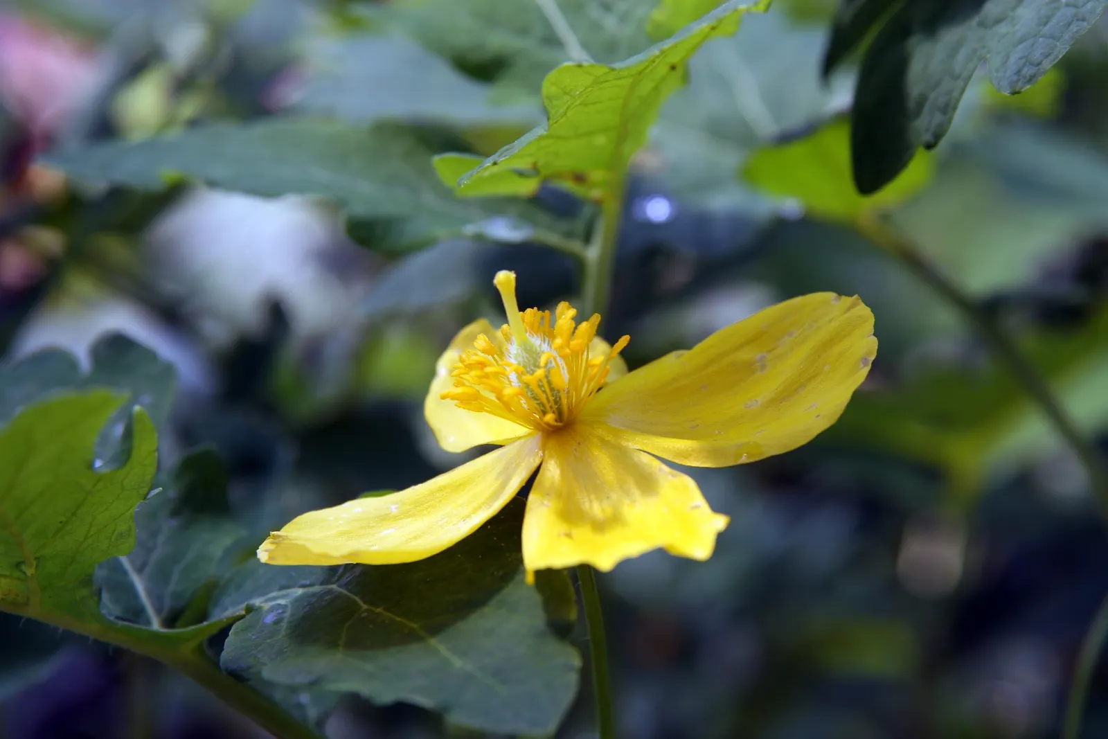 Celandine Poppy (Stylophorum Diphyllum) — or naturalized areas within the landscape; it showcases bright yellow blossoms