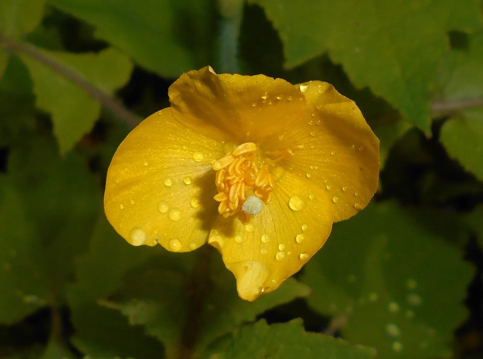 Celandine Poppy (Stylophorum Diphyllum) — or naturalized areas within the landscape