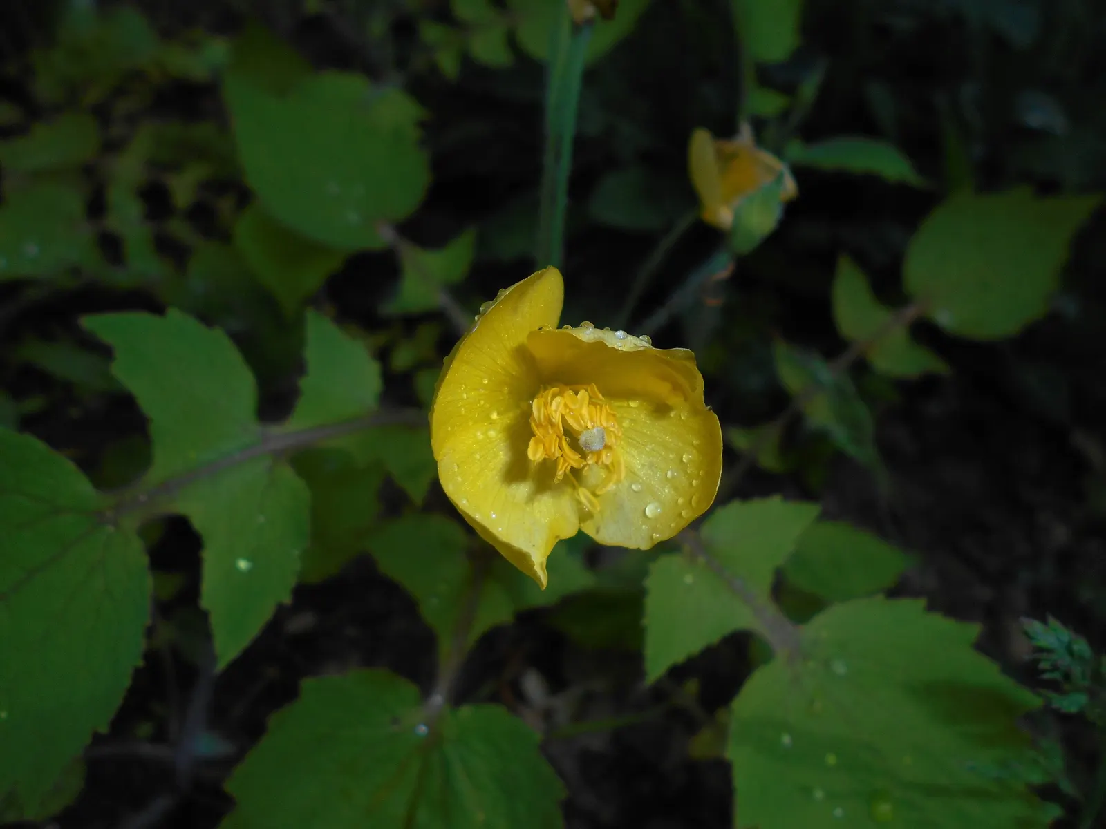 Celandine Poppy (Stylophorum Diphyllum) — The Celandine Poppy (Stylophorum diphyllum) is a vibrant woodland perennial, flourishing in moist, rich soil; each