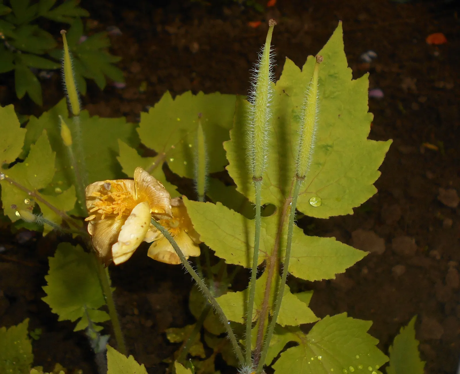Celandine Poppy (Stylophorum Diphyllum) — perennial with yellow blooms; the Celandine Poppy flourishes in moist, image 107