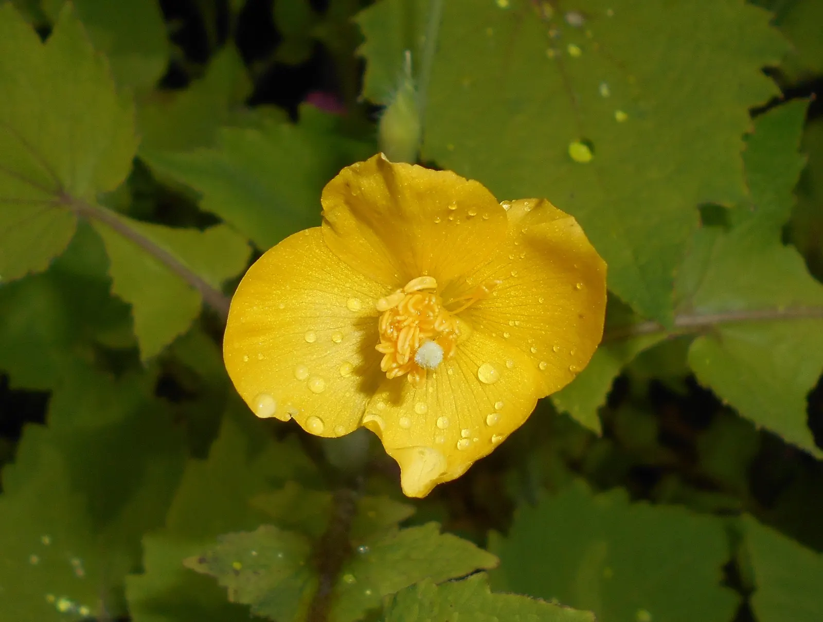 Celandine Poppy (Stylophorum Diphyllum) — it adds a splash of color to shady areas and continues to provide ornamental leaf texture after flowering, image 59