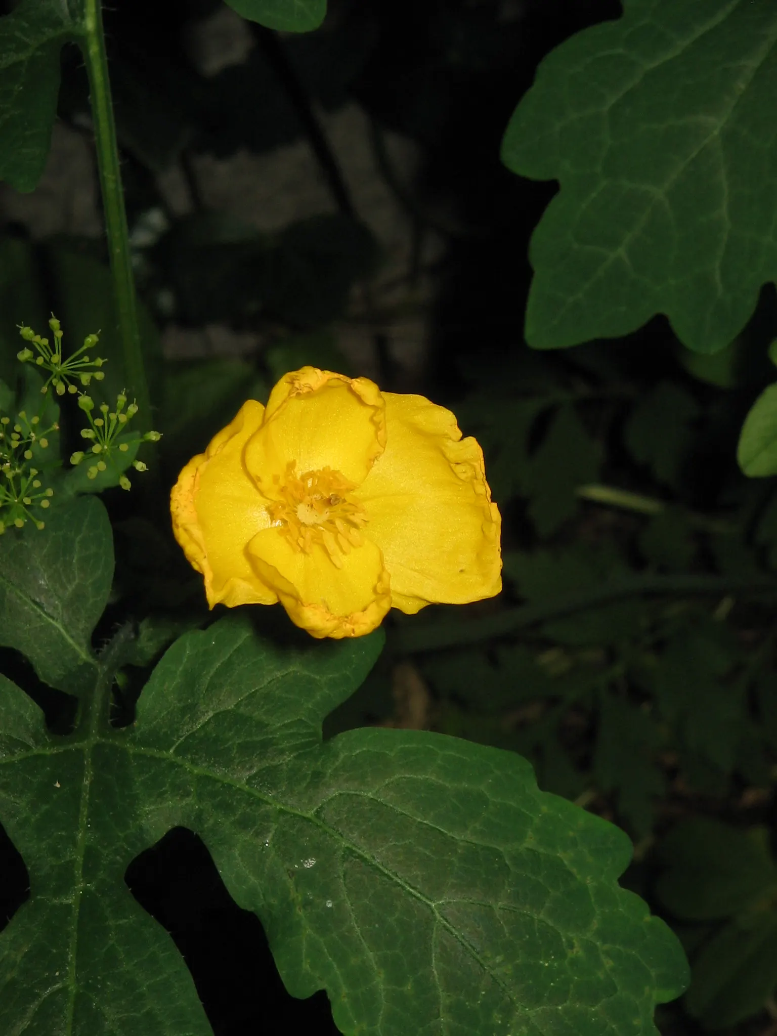 Celandine Poppy (Stylophorum Diphyllum) — it should be spaced approximately 15 to 18 inches apart to ensure adequate room for growth