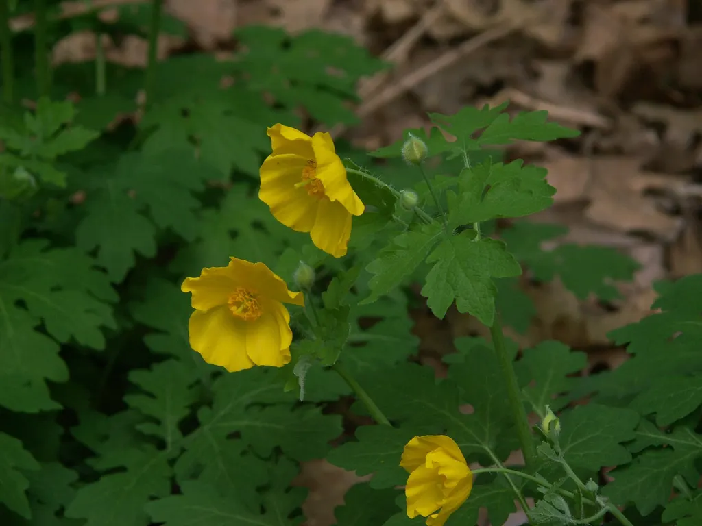 Celandine Poppy (Stylophorum Diphyllum) — For a planned garden, seedlings can be easily transplanted to control spread; it should be spaced, image 103