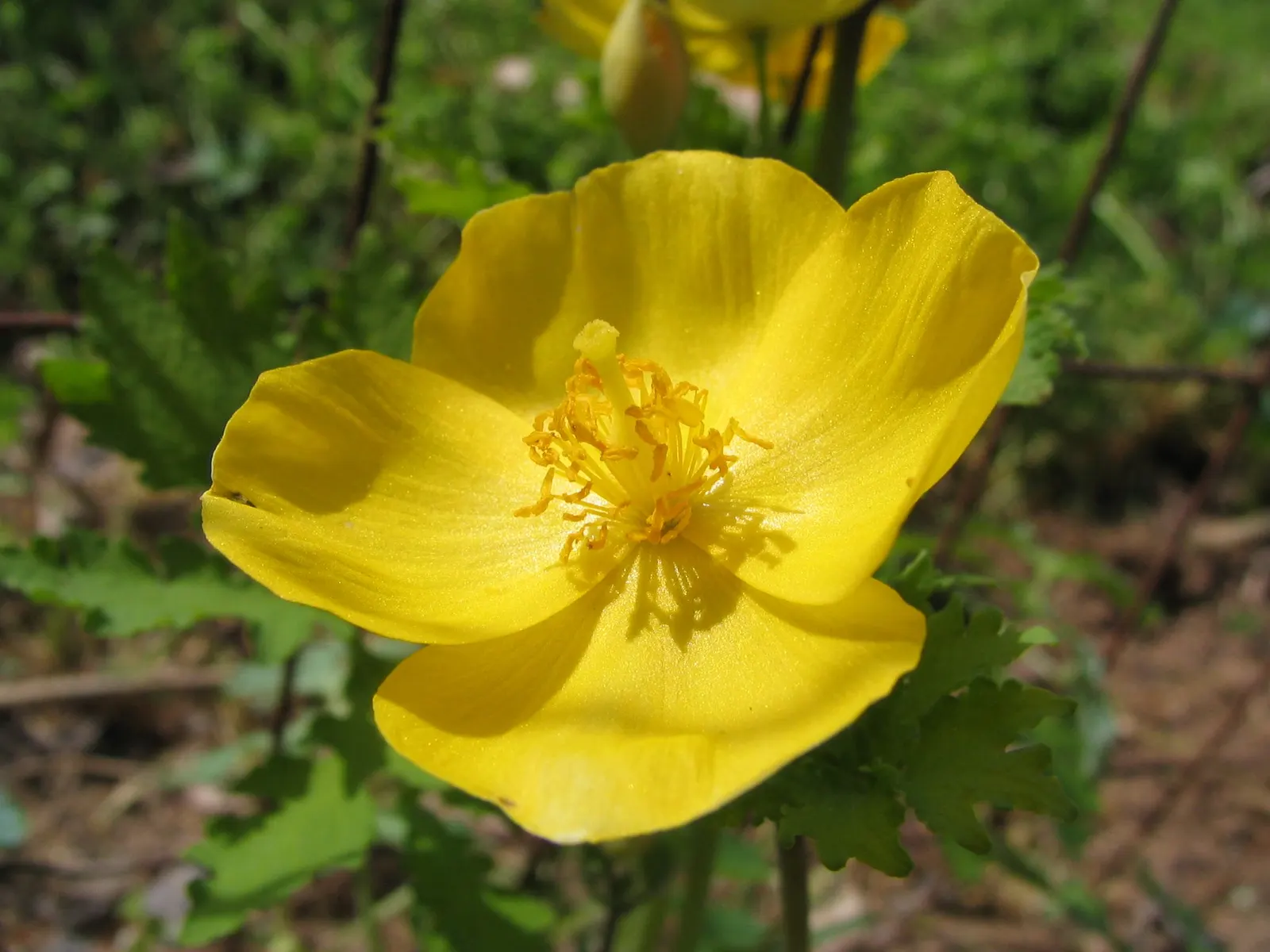 Celandine Poppy (Stylophorum Diphyllum) — measuring about 1.5 to 2.5 inches across; scientifically known as Stylophorum diphyllum