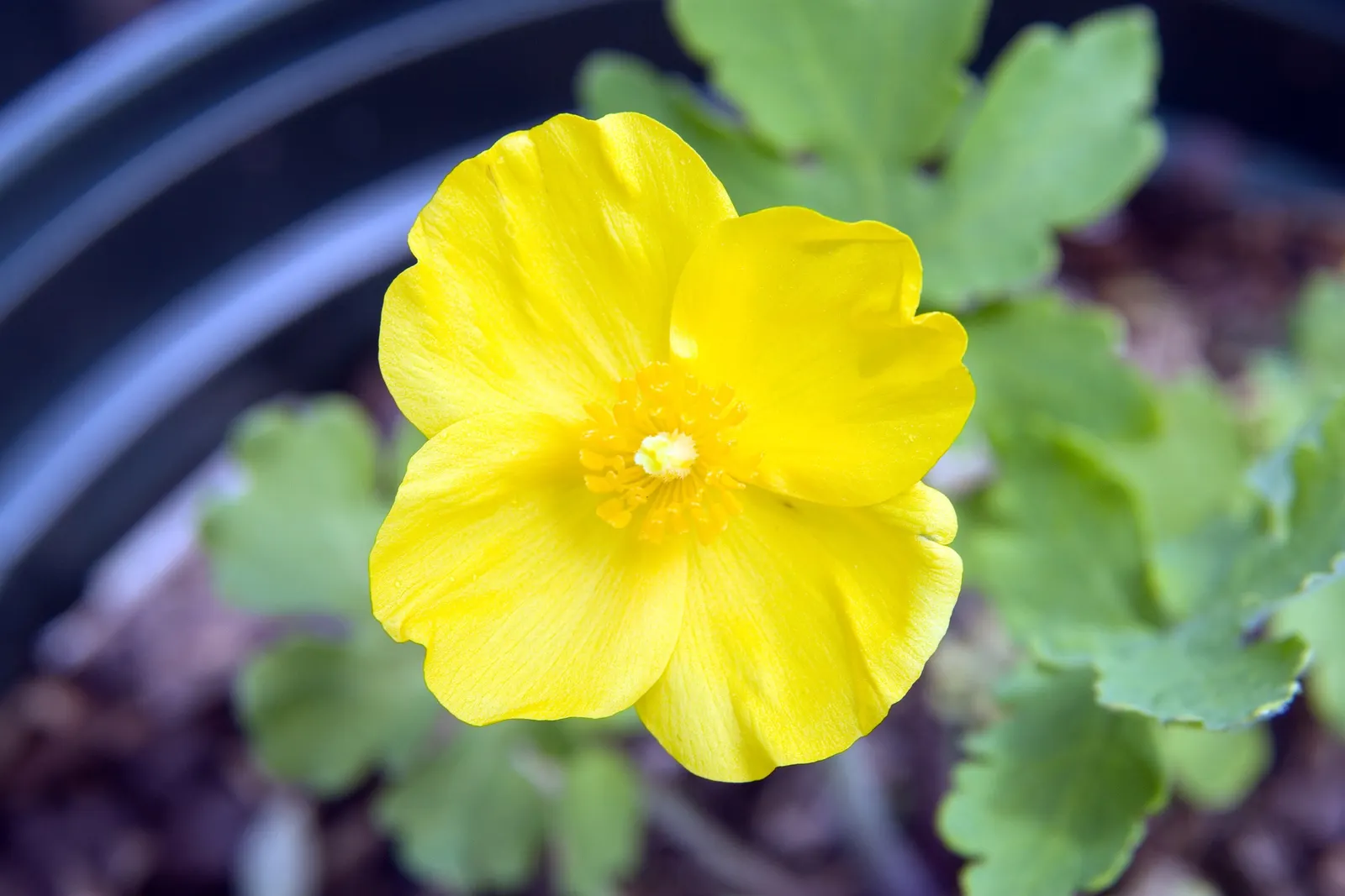 Celandine Poppy (Stylophorum Diphyllum) — perennial with yellow blooms; the Celandine Poppy flourishes in moist