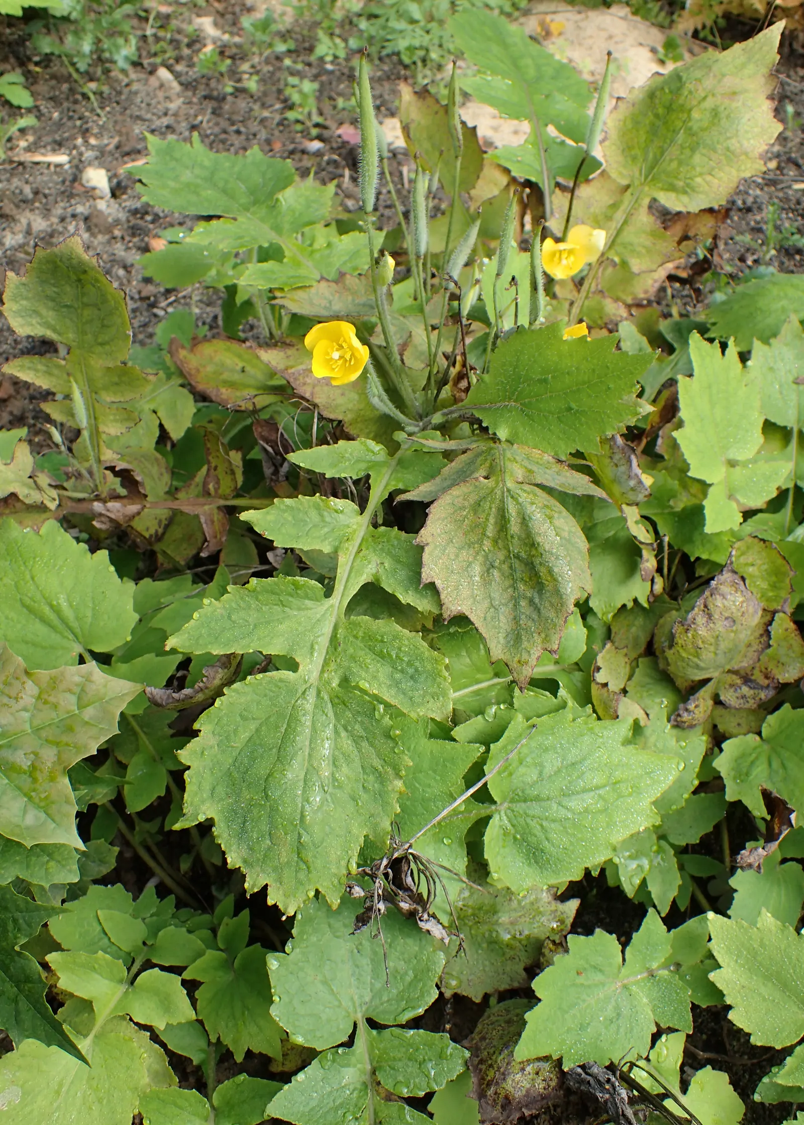 Celandine Poppy (Stylophorum Diphyllum) — providing a robust ground cover if left unmanaged; this species thrives in U.S, image 102