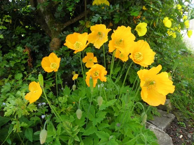Celandine Poppy (Stylophorum Diphyllum) — each approximately 2 inches wide; yellow flowers in the garden