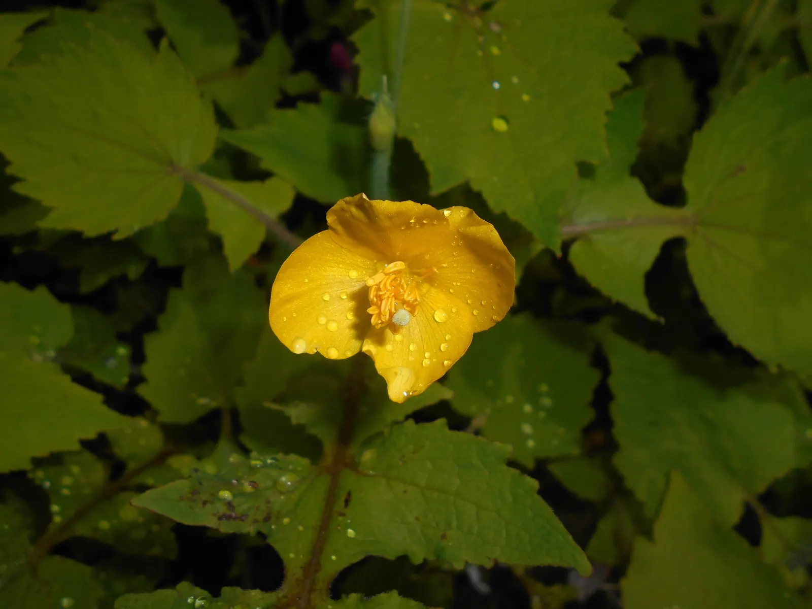 Celandine Poppy (Stylophorum Diphyllum) — is a captivating perennial flower native to the woodlands of Eastern North America; perennial with yellow blooms