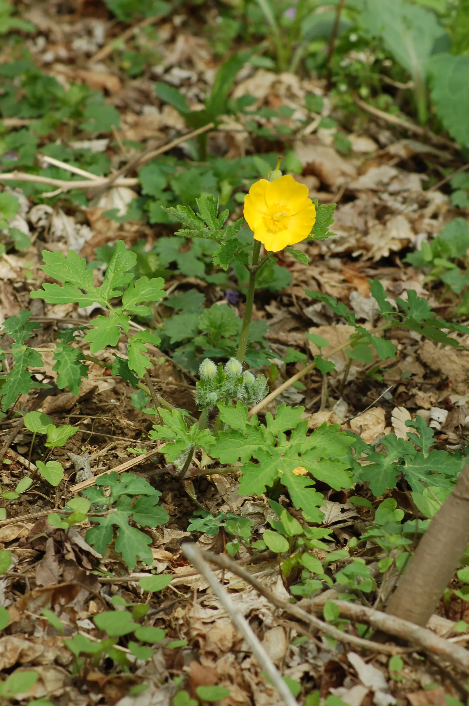 Celandine Poppy (Stylophorum Diphyllum) — offering a prolonged display of color.<br><br>Upon planting; providing a robust ground cover if left unmanaged