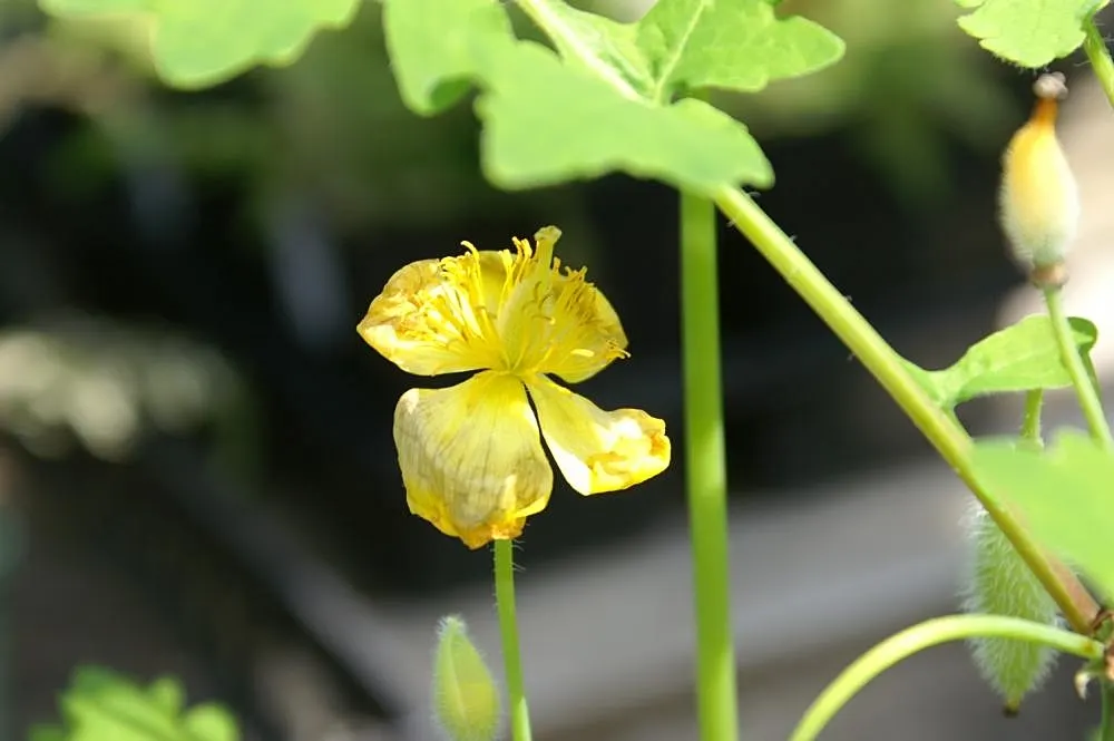 Celandine Poppy (Stylophorum Diphyllum) — Department of Agriculture plant hardiness zones 4 to 9, favoring the dappled light of a woodland setting