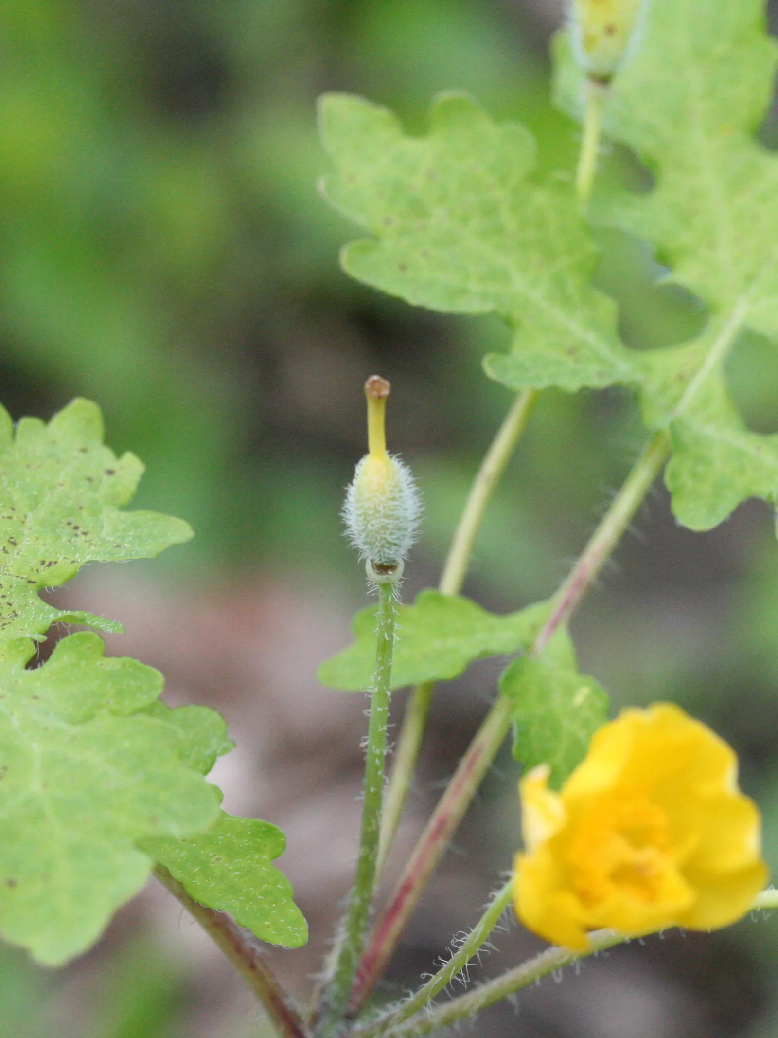 Celandine Poppy (Stylophorum Diphyllum) — emerge in the early spring and continue through early summer, image 68