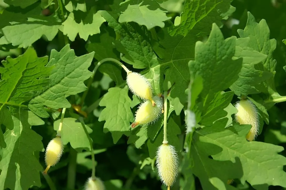 Celandine Poppy (Stylophorum Diphyllum) — The charming presence of the Celandine Poppy makes it an appealing addition to shade gardens, image 77