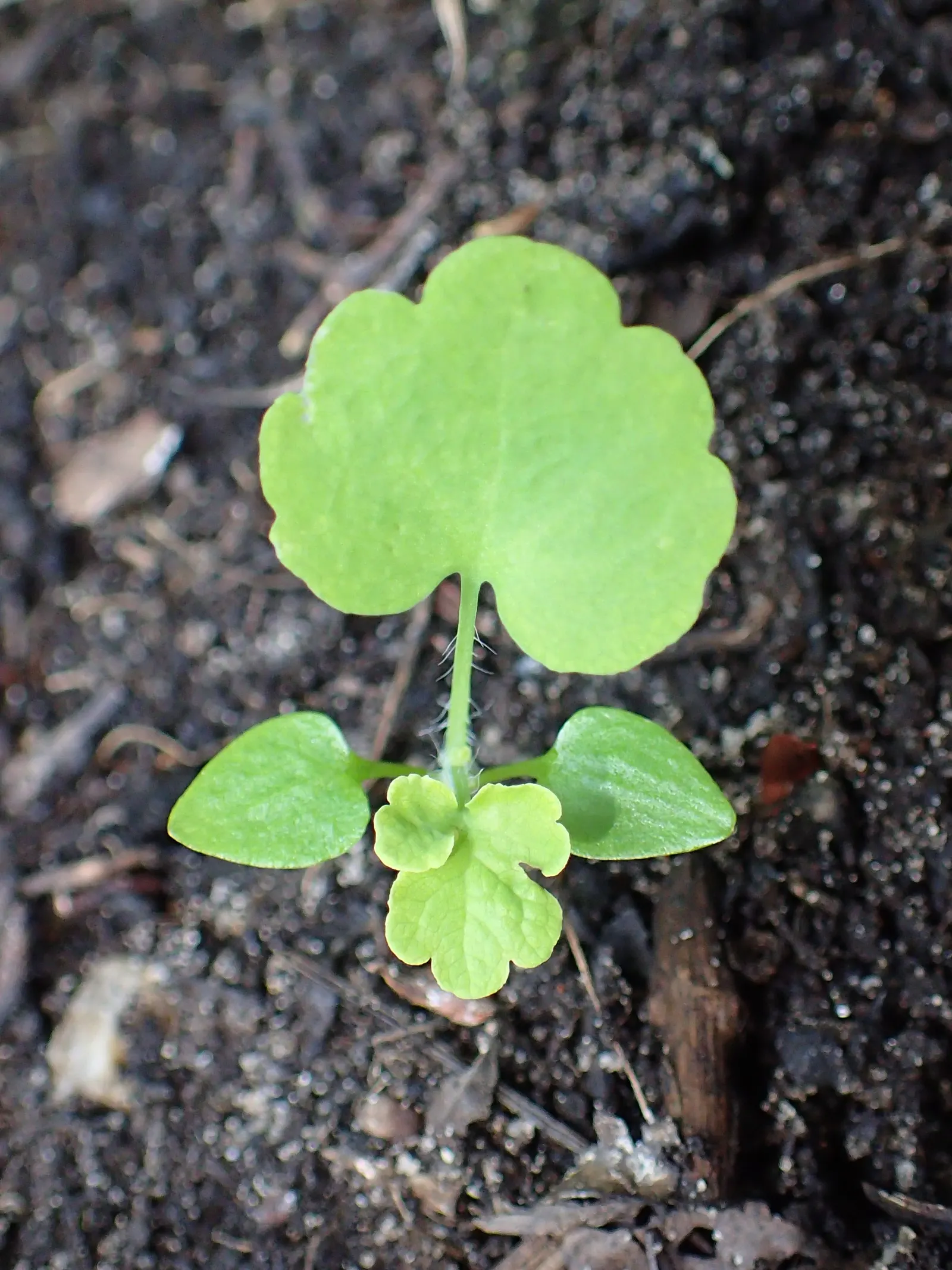 Celandine Poppy (Stylophorum Diphyllum) — perennial with yellow blooms