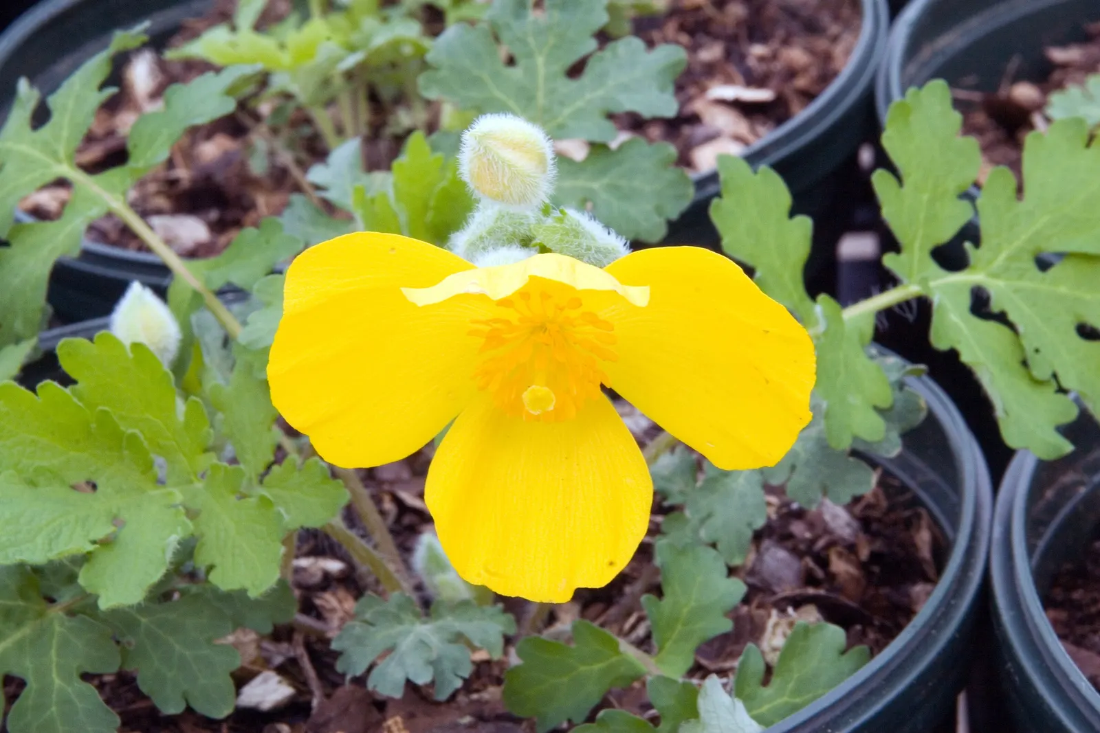 Celandine Poppy (Stylophorum Diphyllum) — scientifically known as Stylophorum diphyllum; making it a delightful choice for both casual and committed gardeners