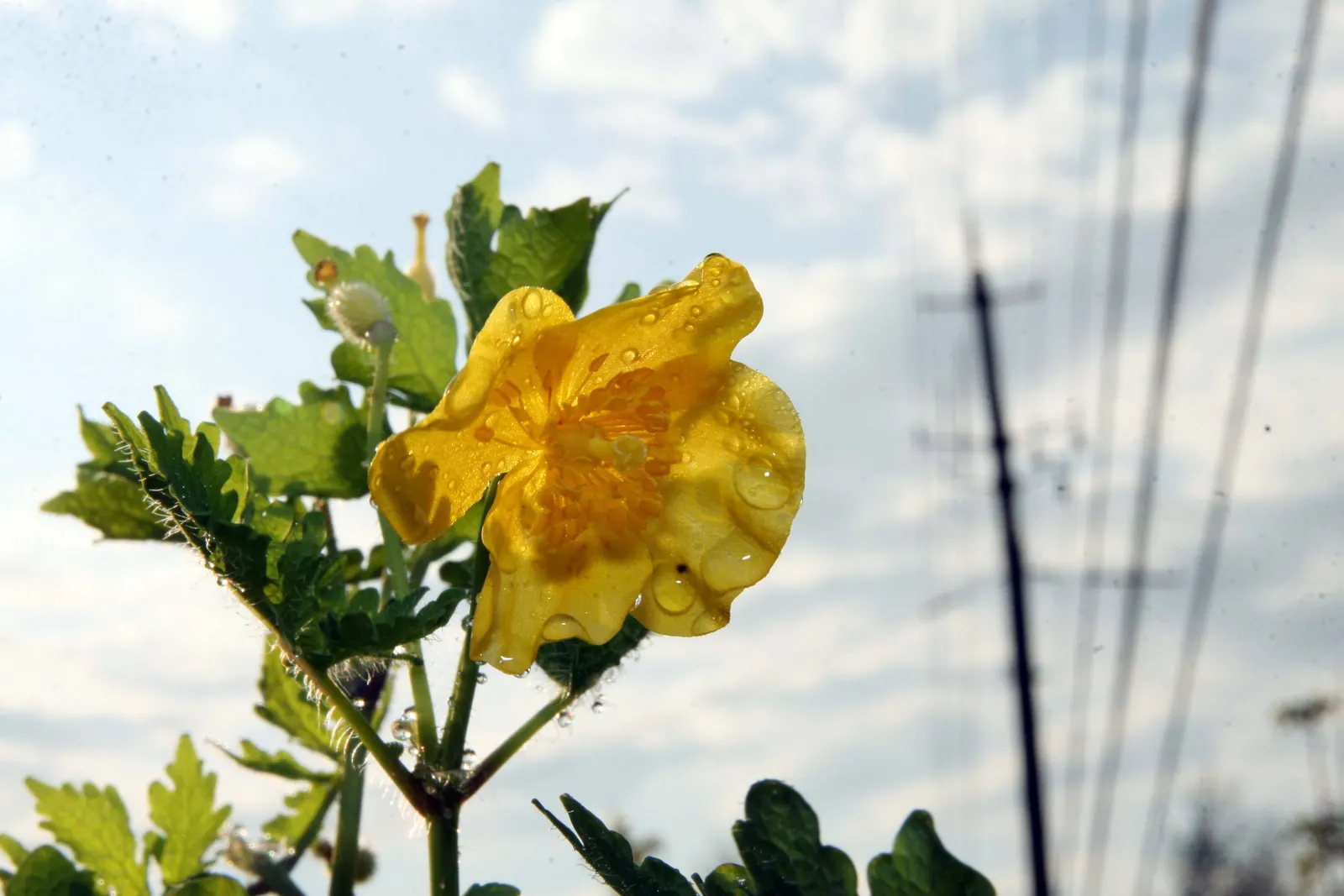 Celandine Poppy (Stylophorum Diphyllum) — offering a prolonged display of color.<br><br>Upon planting