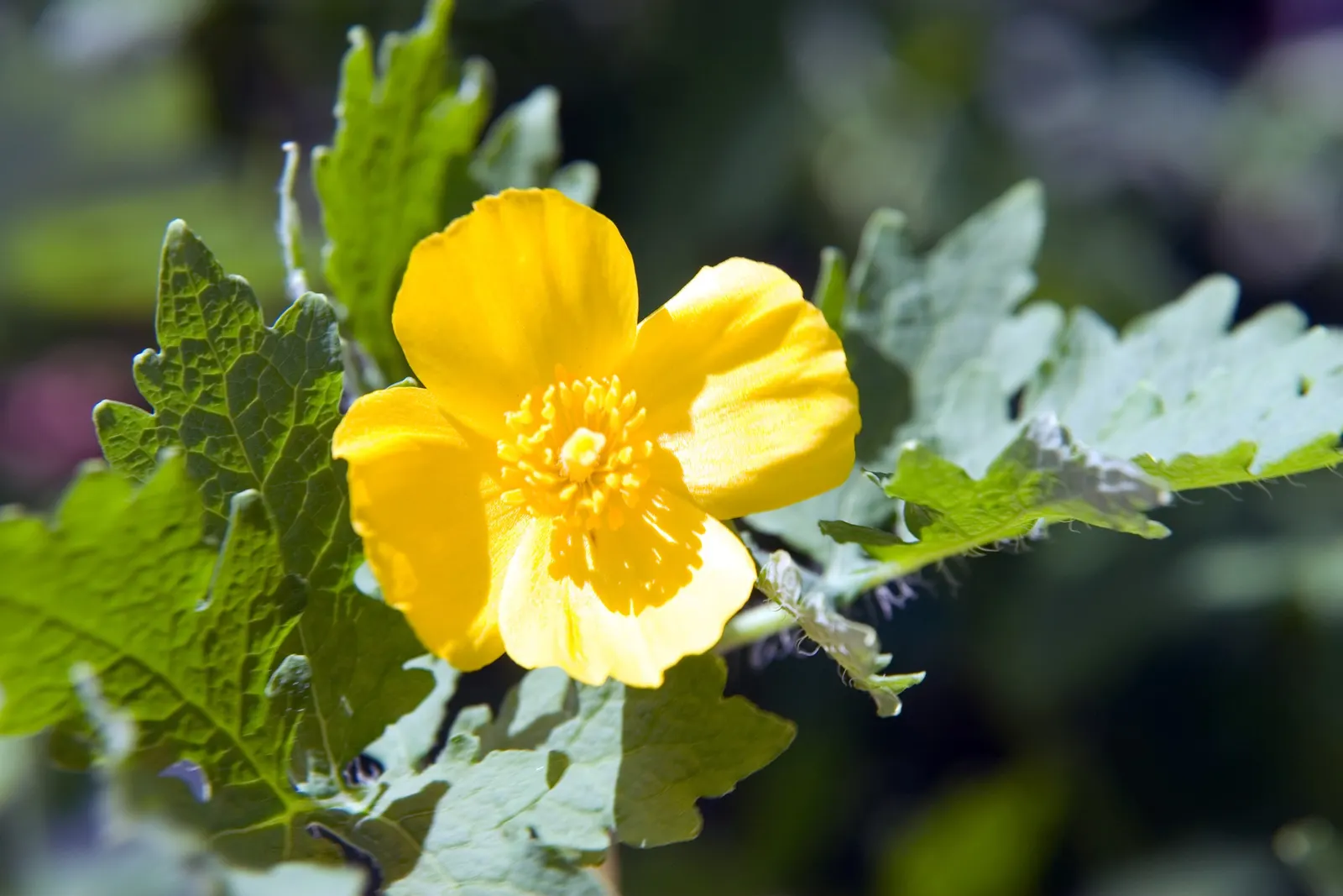 Celandine Poppy (Stylophorum Diphyllum) — making it a delightful choice for both casual and committed gardeners; for a planned garden, seedlings can be easily