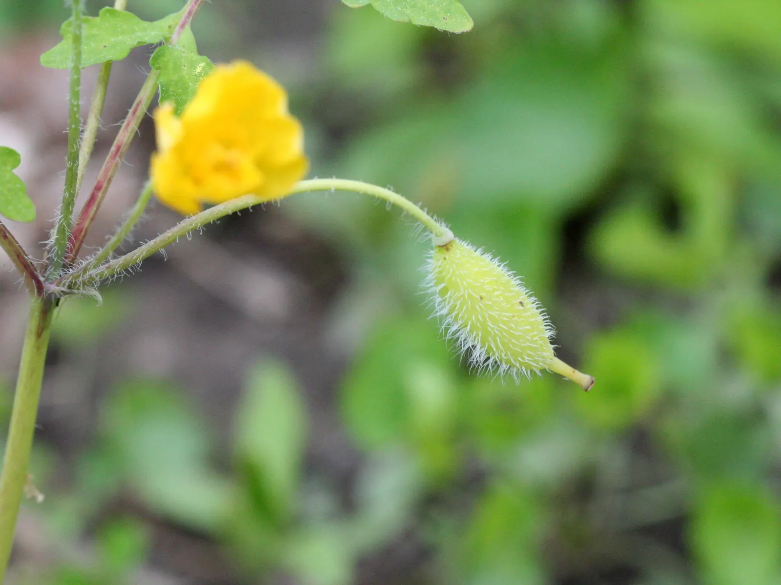 Celandine Poppy (Stylophorum Diphyllum) — The Celandine Poppy (Stylophorum diphyllum) is a vibrant woodland perennial, flourishing in moist, rich, image 82