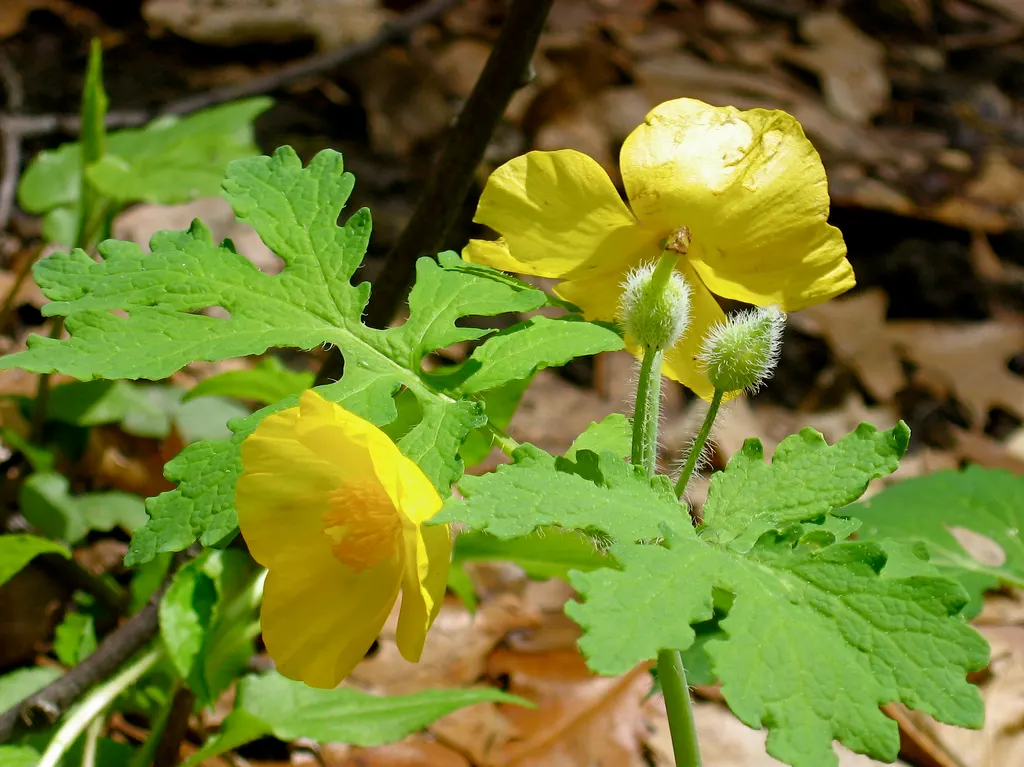 Celandine Poppy (Stylophorum Diphyllum) — it adds a splash of color to shady areas and continues to provide ornamental leaf texture after flowering, image 32