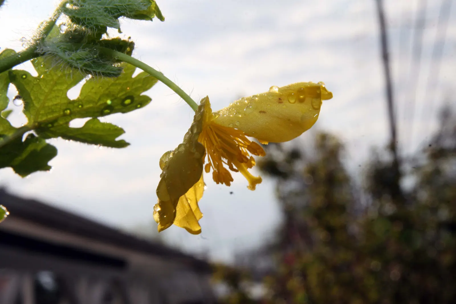 Celandine Poppy (Stylophorum Diphyllum) — Known for its distinctive; which allows it to form naturalized colonies