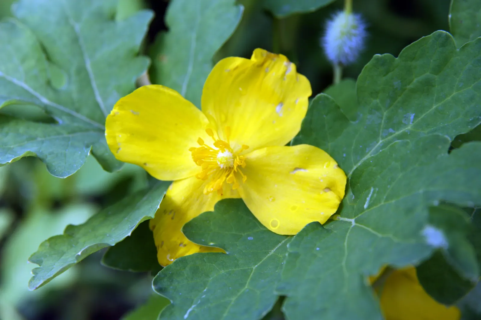 Celandine Poppy (Stylophorum Diphyllum) — The Celandine Poppy (Stylophorum diphyllum) is a vibrant woodland perennial, flourishing in moist, rich soil